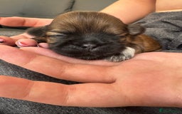 Shih Tzu dogs for sale: Beautiful Shih Tzu Pups - Image 7