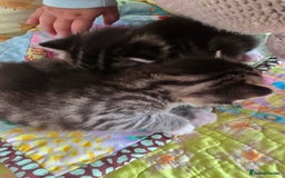 Mixed Breed cats for sale: Kittens boys mixed breed fluffy  - Image 19