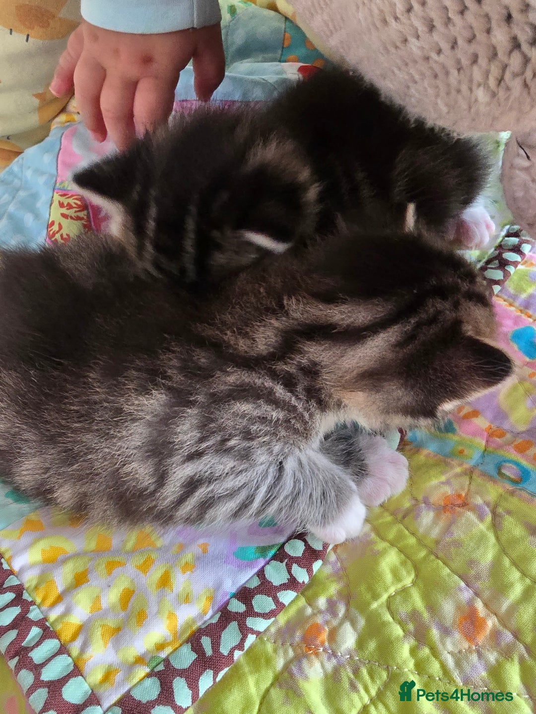 Mixed Breed cats for sale: Kittens boys mixed breed fluffy  - Image 19