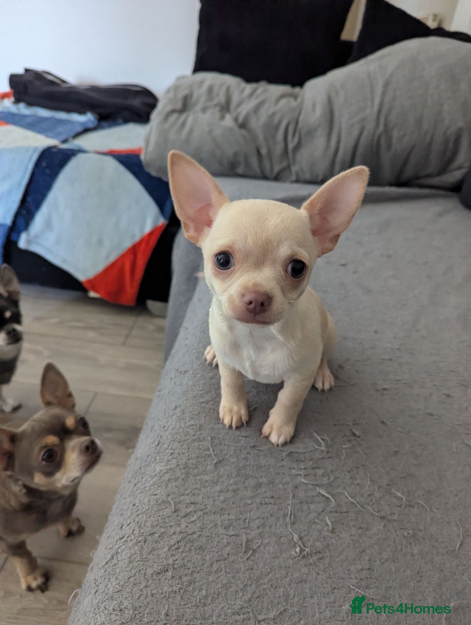 Chihuahua dogs 1 KC white girl left - Advert 3