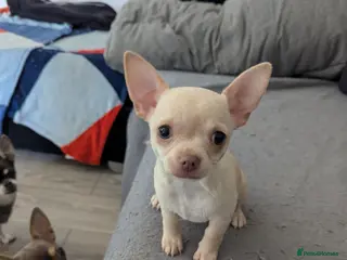Chihuahua dogs 1 KC white girl left - Advert 3