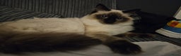 Ragdoll cats for sale: 2 female ragdolls  - Advert 2