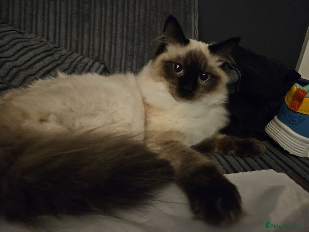 Ragdoll cats for sale: 2 female ragdolls  - Advert 2