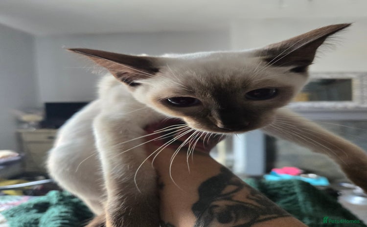 Siamese cats in Bradford - Advert 1