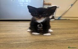 Mixed Breed cats for sale: Adorable Male Kittens Ready to Reserve - Image 8