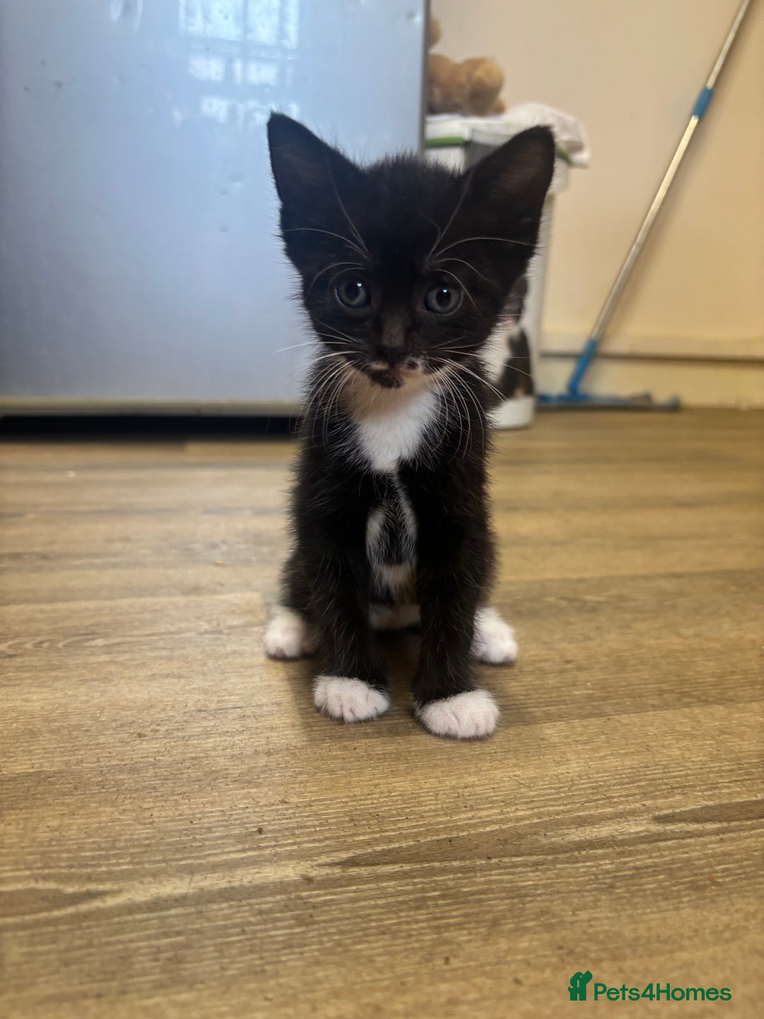 Mixed Breed cats for sale: Adorable Male Kittens Ready to Reserve - Image 8