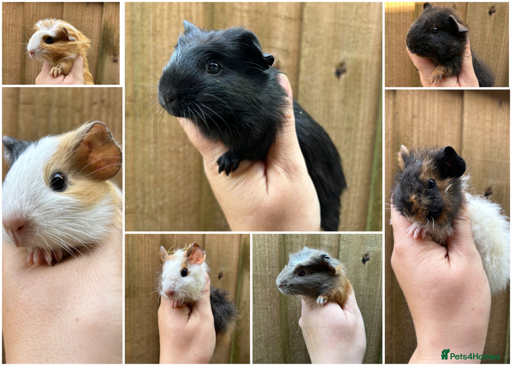 Guinea Pig rodents Beautiful Baby Male Guineapigs  - Advert 3
