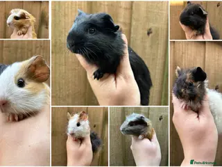 Guinea Pig rodents Beautiful Baby Male Guineapigs - Advert 3