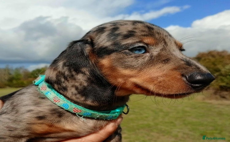 Miniature Dachshund dogs - Advert 3