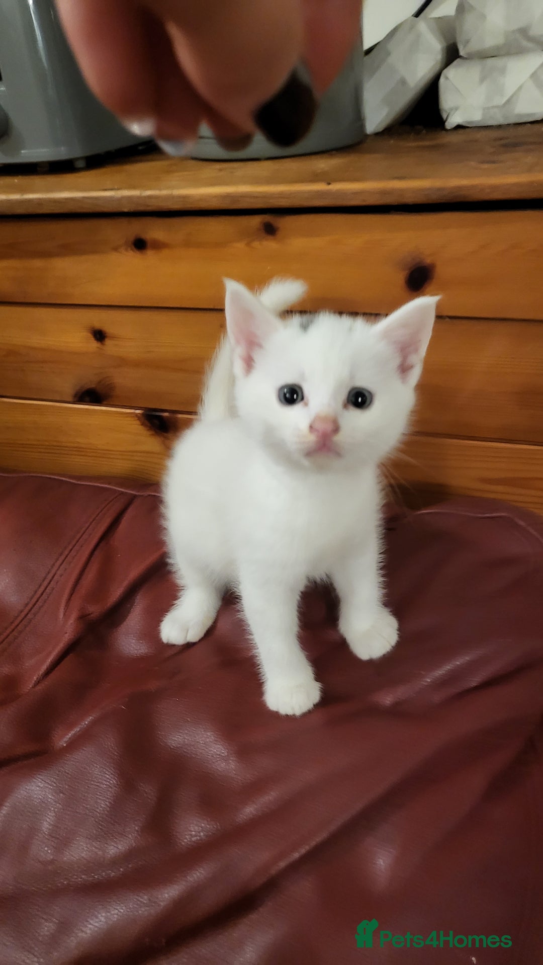 British Shorthair cats for sale: Lovely kittens so playfull  - Image 5