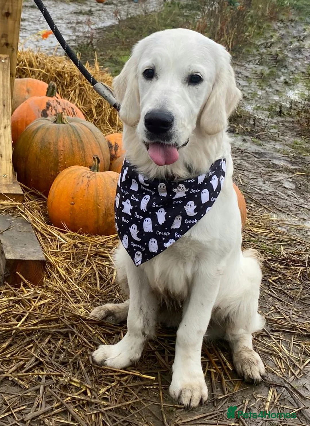 Golden Retriever dogs for sale: English Cream Golden Retriever 22 months old - Advert 5
