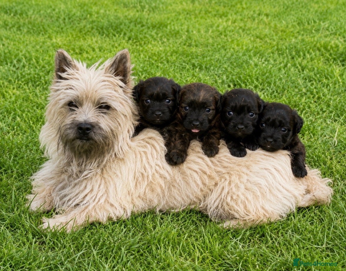 Mixed Breed dogs adorable westiepoo puppies looking for a love home - Advert 3