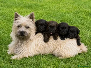 Mixed Breed dogs adorable westiepoo puppies looking for a love home - Advert 1