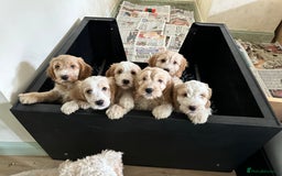 Cockapoo dogs for sale: 1 girl ready now cockapoo  - Image 5