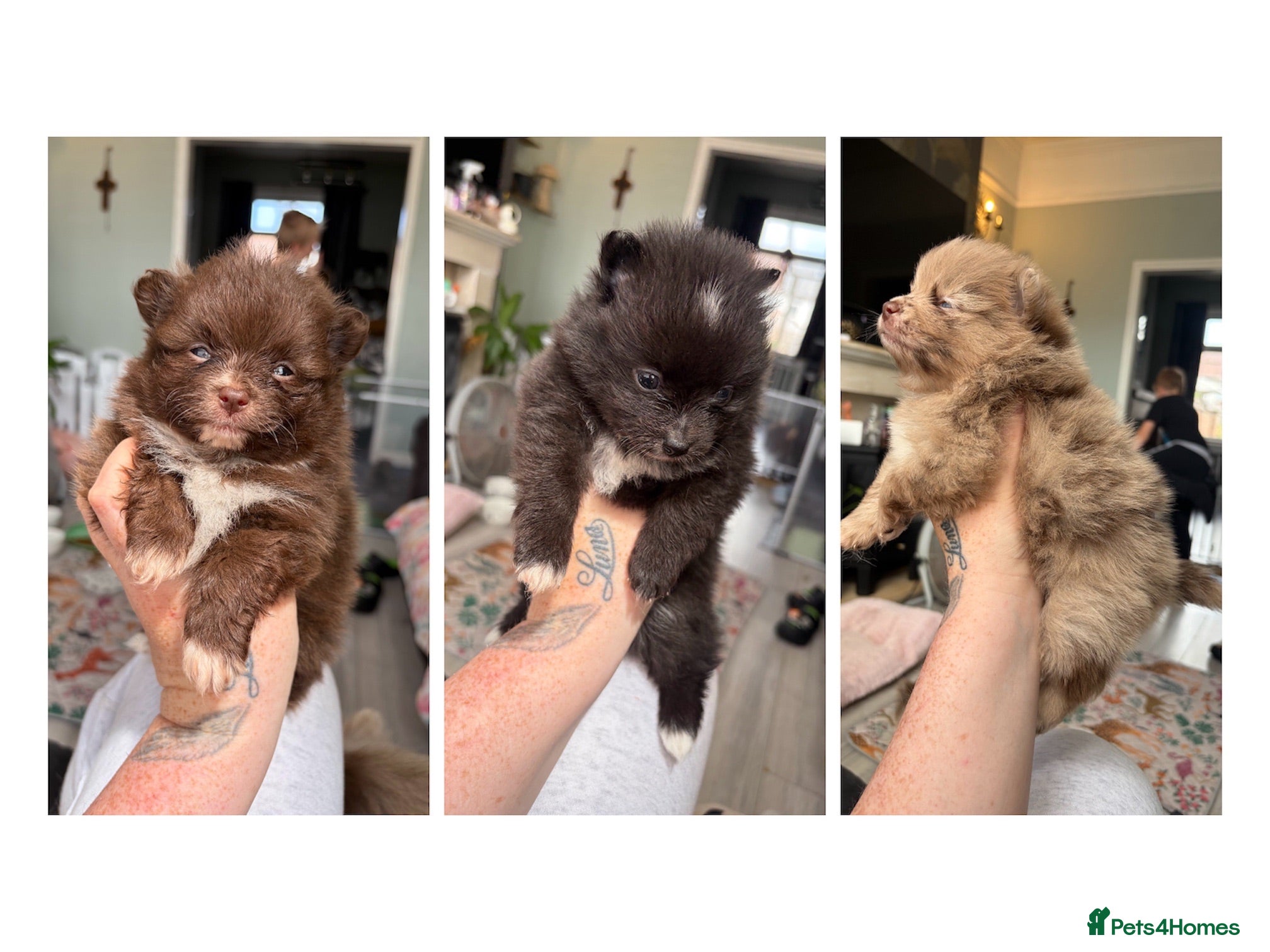 Pomeranian dogs 100% Pomeranian🧬DNA&HEALTH TESTED!  - Advert 3