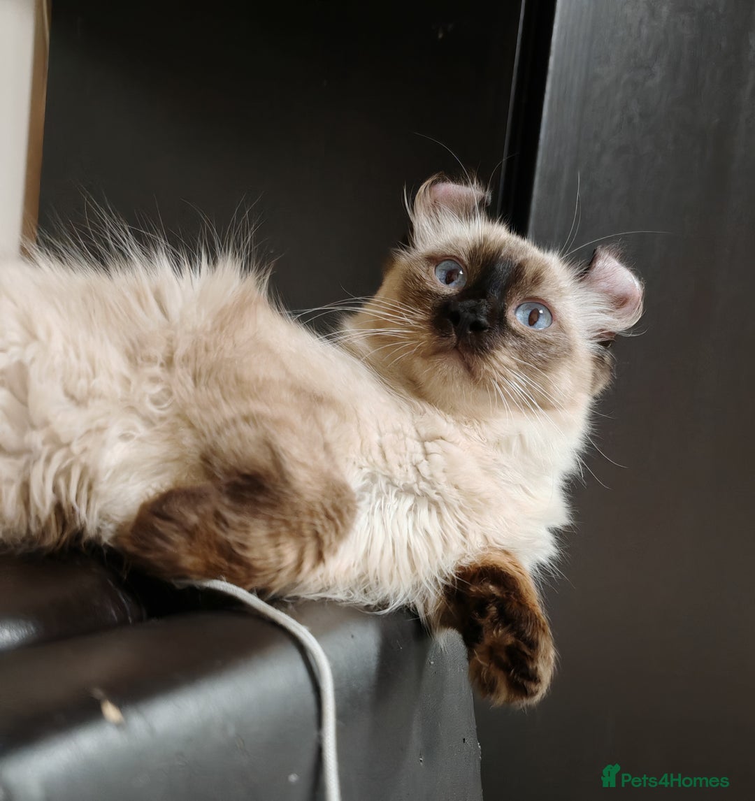American Curl cats for sale: Two very rare and wonderful kittens for sale - Image 22
