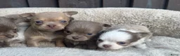Chihuahua dogs for sale: 🐾🩶 OUTSTANDING litter of EXCEPTIONAL Chihuahuas - Advert 4