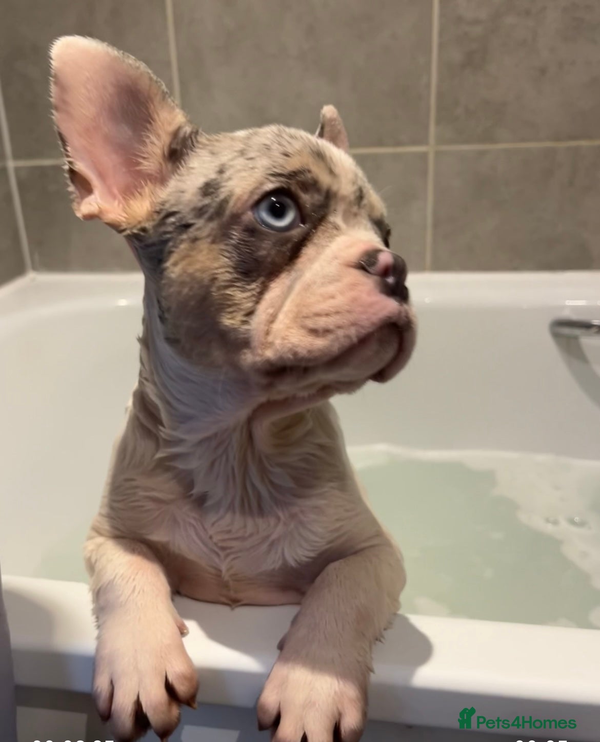 French Bulldog dogs 2/8 French bulldog puppies left   - Advert 12