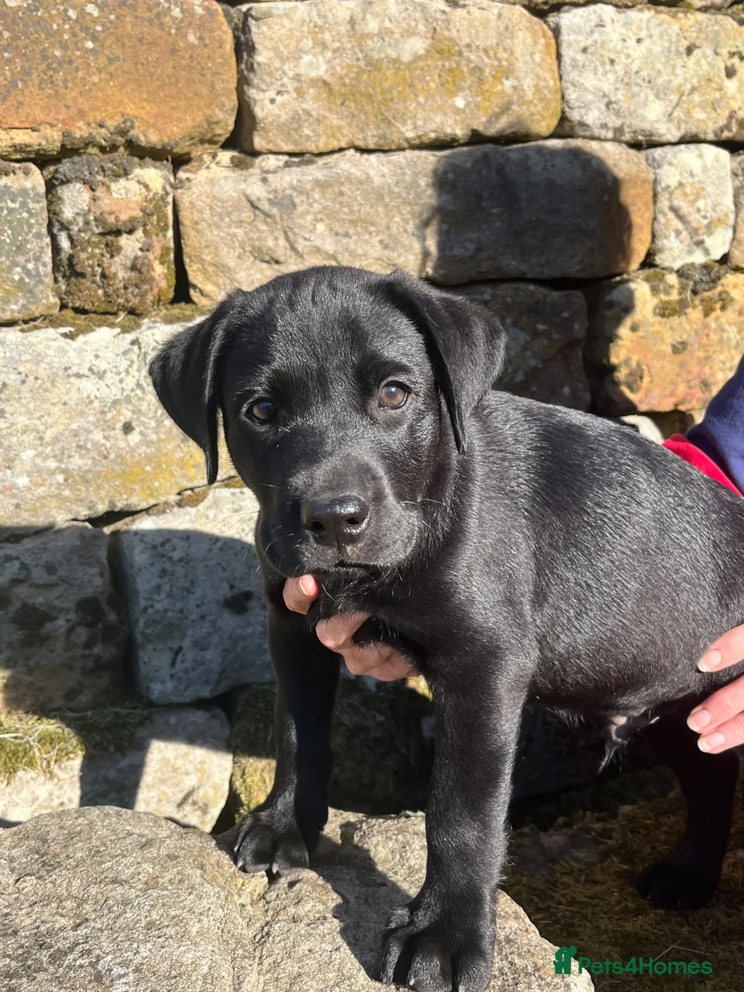 Labrador Retriever dogs for sale: Pedigree Black Labrador Puppies - Advert 2