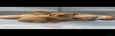 Labrador Retriever 1