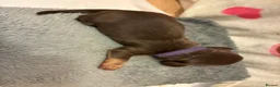 Miniature Dachshund dogs for sale: Long haired Miniature Dachshunds - Advert 11