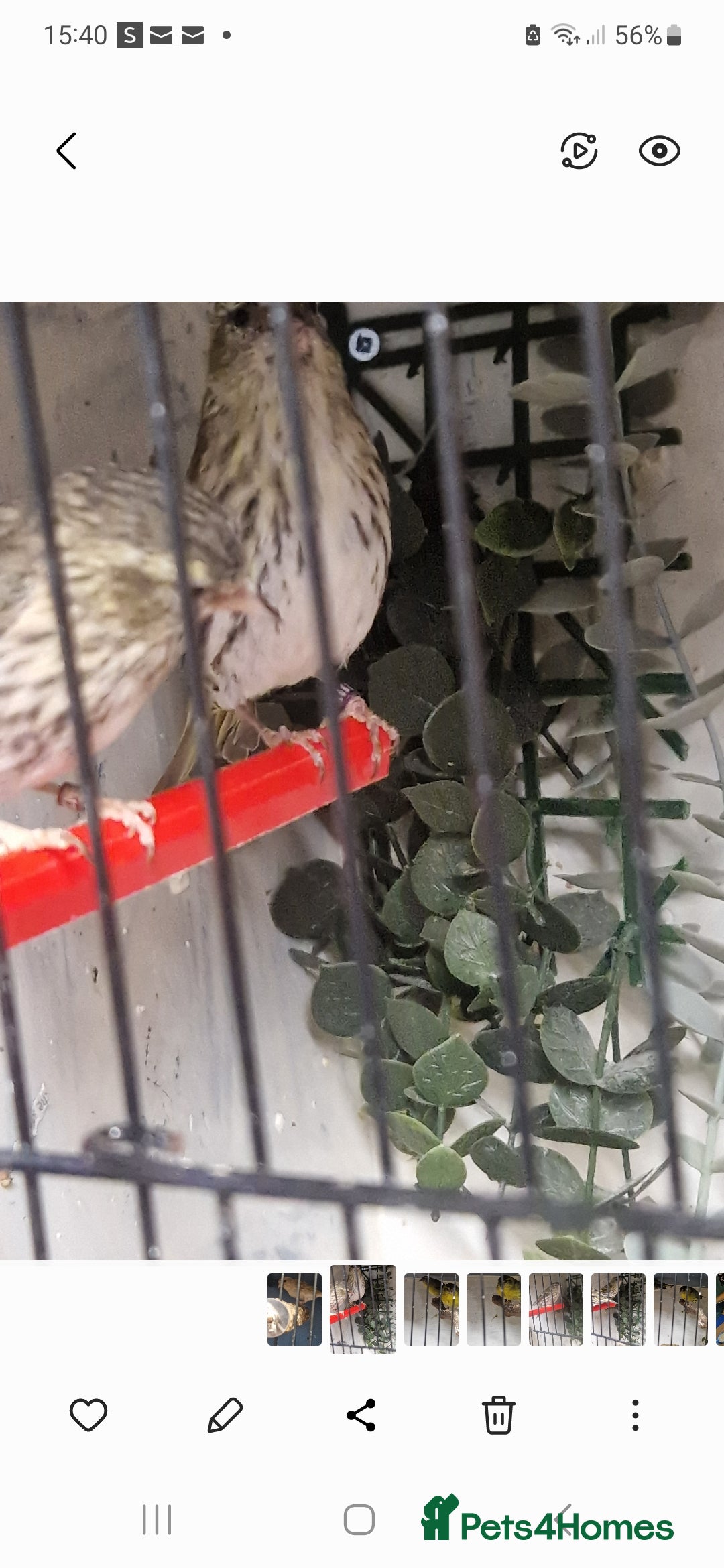 Finches birds for sale: Siskins - Advert 3