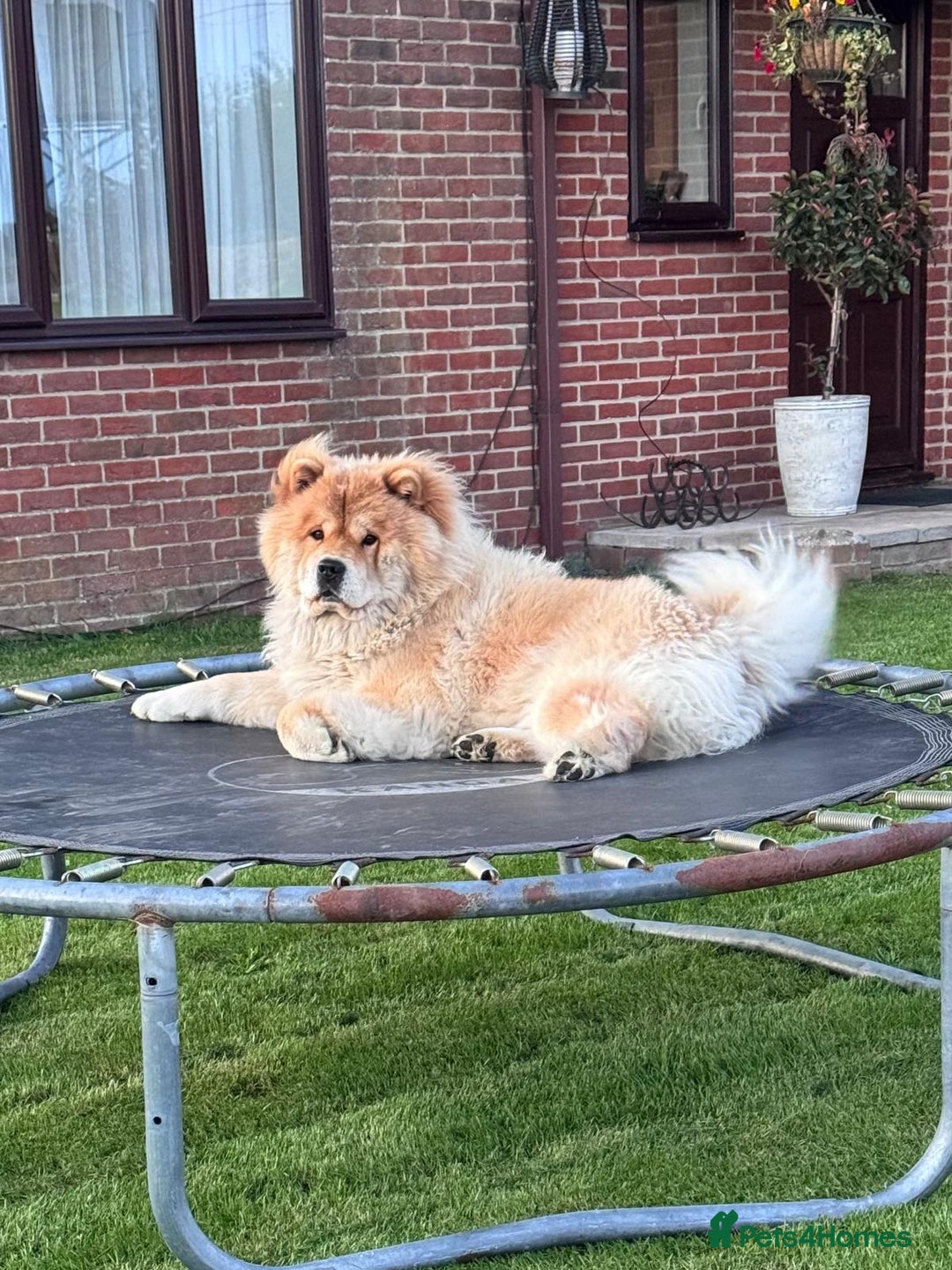 Chow Chow dogs for sale: Gorgeous Chow Chow Puppies Raised in a loving Home - Image 8