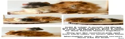 Guinea Pig rodents for sale: 2 pairs of boars  - Advert 5