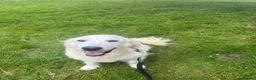Golden Retriever dogs for sale: KC Old English Cream Golden Retrievers - Advert 6