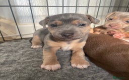 Jack Russell dogs for sale: 🐾 Miniature Jack Russell Puppies 🐾 - Image 16