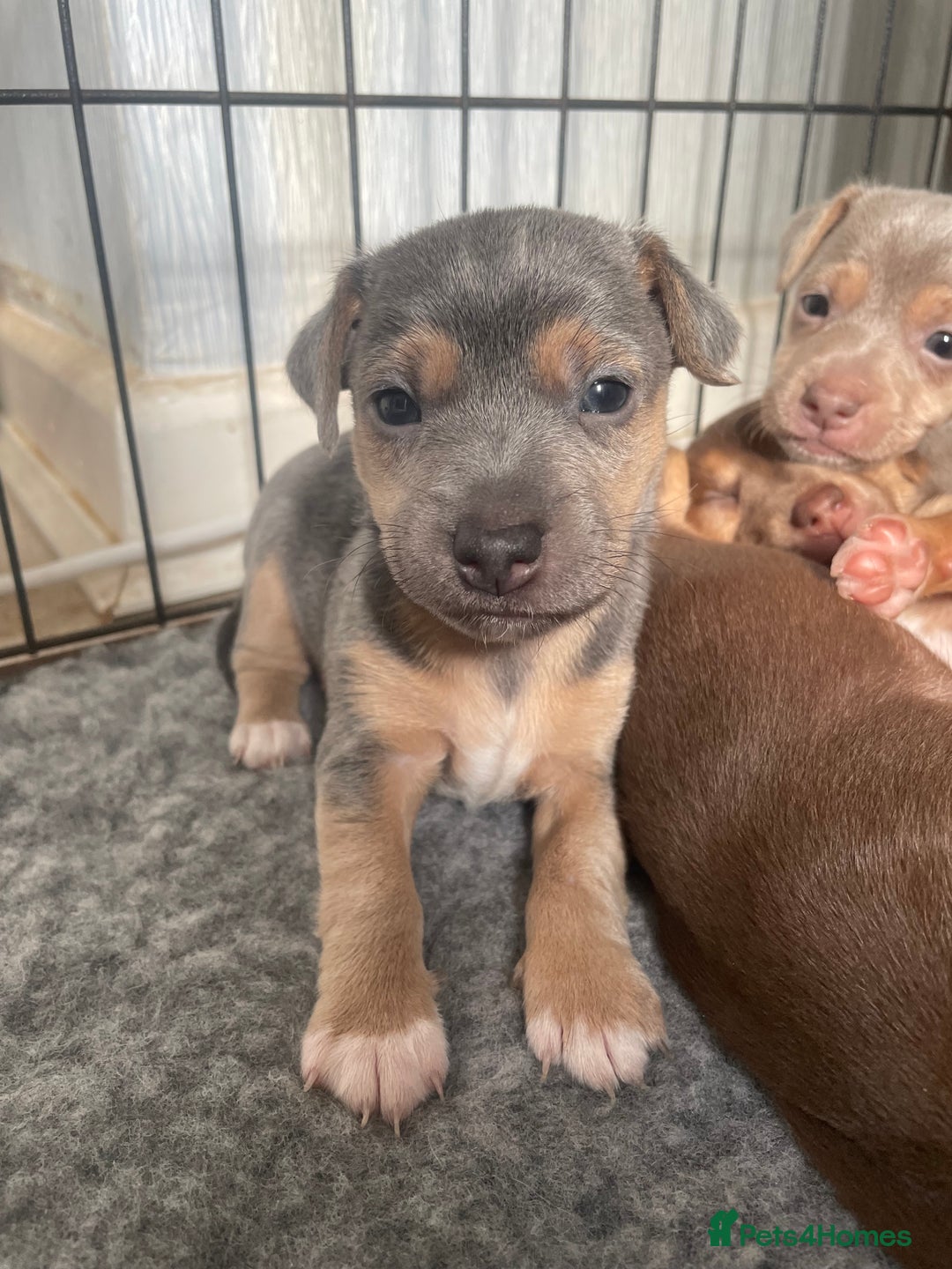 Jack Russell dogs for sale: 🐾 Miniature Jack Russell Puppies 🐾 - Image 16