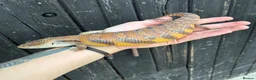 Skink reptiles for sale: Northern Blue Tongue Skinks - Advert 3