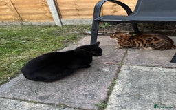 Bengal cats for sale: Beautiful bengal boy - Image 11