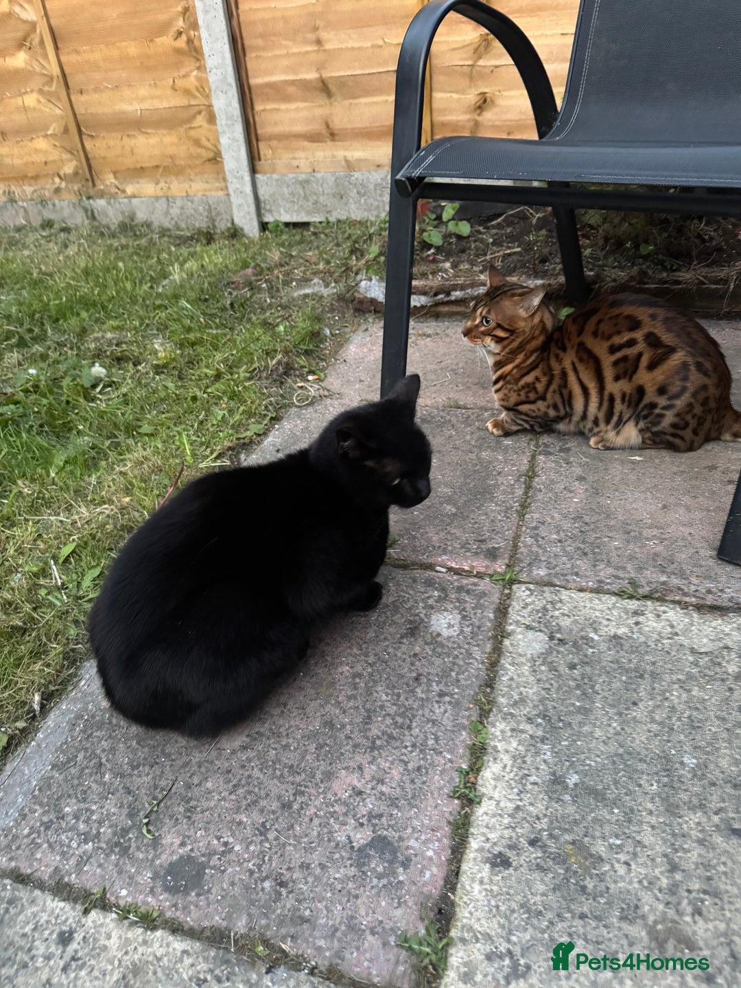 Bengal cats for sale: Beautiful bengal boy - Image 11