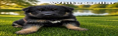 White Collar - Black & Tan
