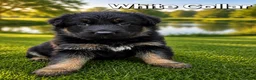 German Shepherd dogs for sale: 2 healthy straight back KC registered male GSP's  - Advert 24