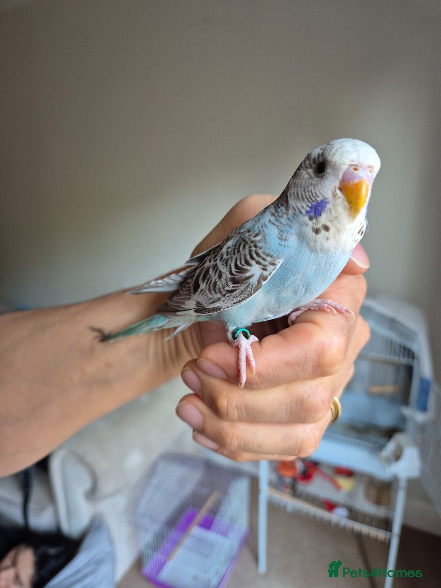 Budgerigars birds Tamed budgies  - Advert 4