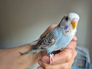 Budgerigars birds Tamed budgies - Advert 4