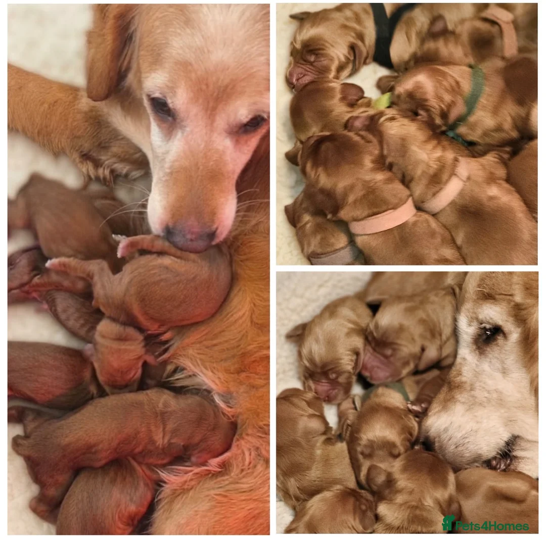 Mixed Breed dogs for sale: Stunning golden Irish  - Advert 3