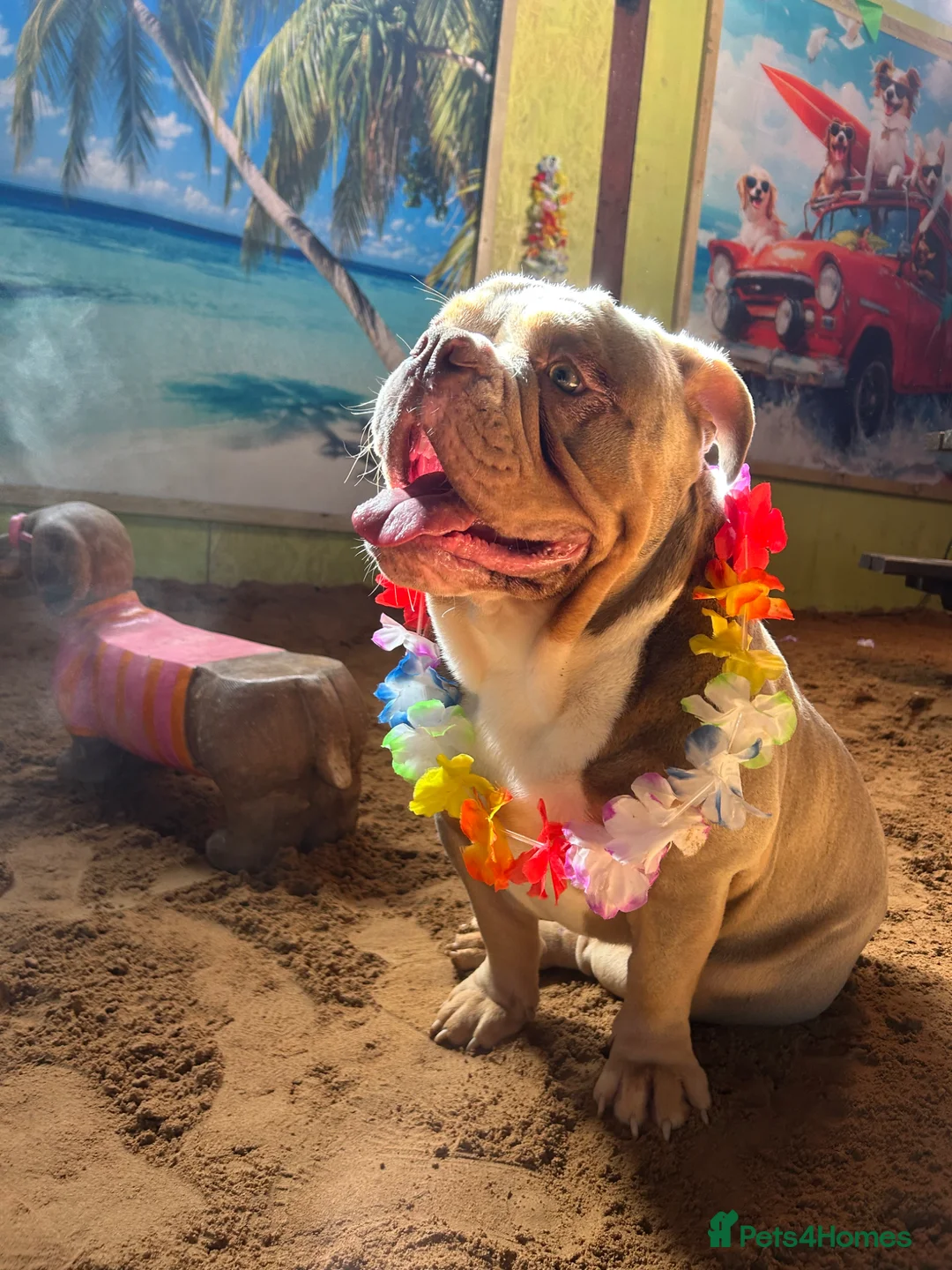 Olde English Bulldogge dogs for stud:  STUD-lilac olde english bulldogge! - Advert 2