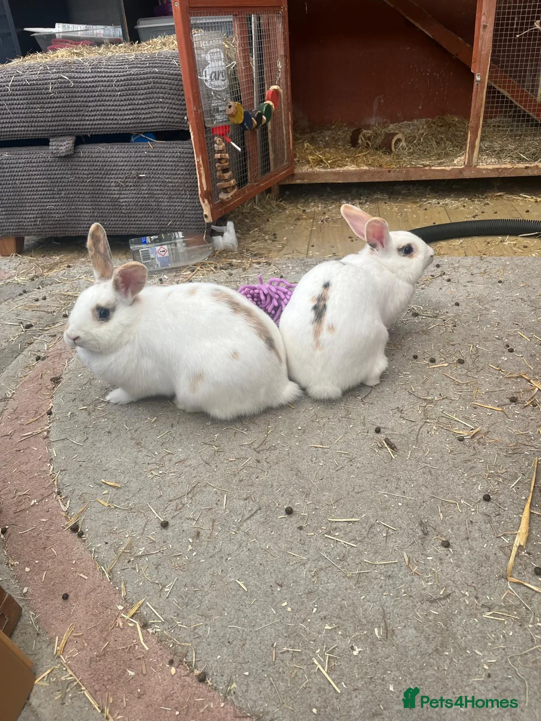 Mixed Breed rabbits for sale: 2 female rabbits  - Advert 9