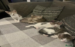British Shorthair cats for sale: 10 week old kittens  - Image 2