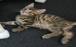 Mixed Breed cats for sale: 5 Kittens for sale - Image 38