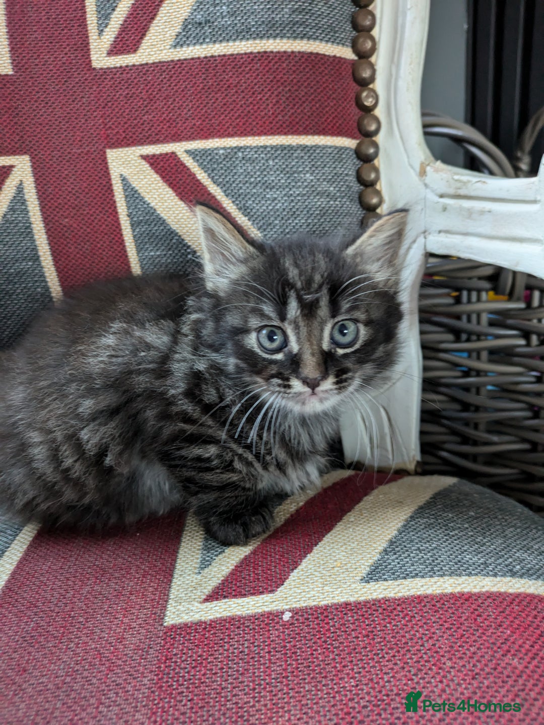 Mixed Breed cats for sale: Beautiful family kittens  - Advert 5