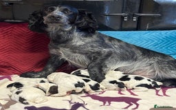 Cocker Spaniel dogs for sale: Gorgeous Blue Roan Cocker Spaniel Puppies  - Image 7