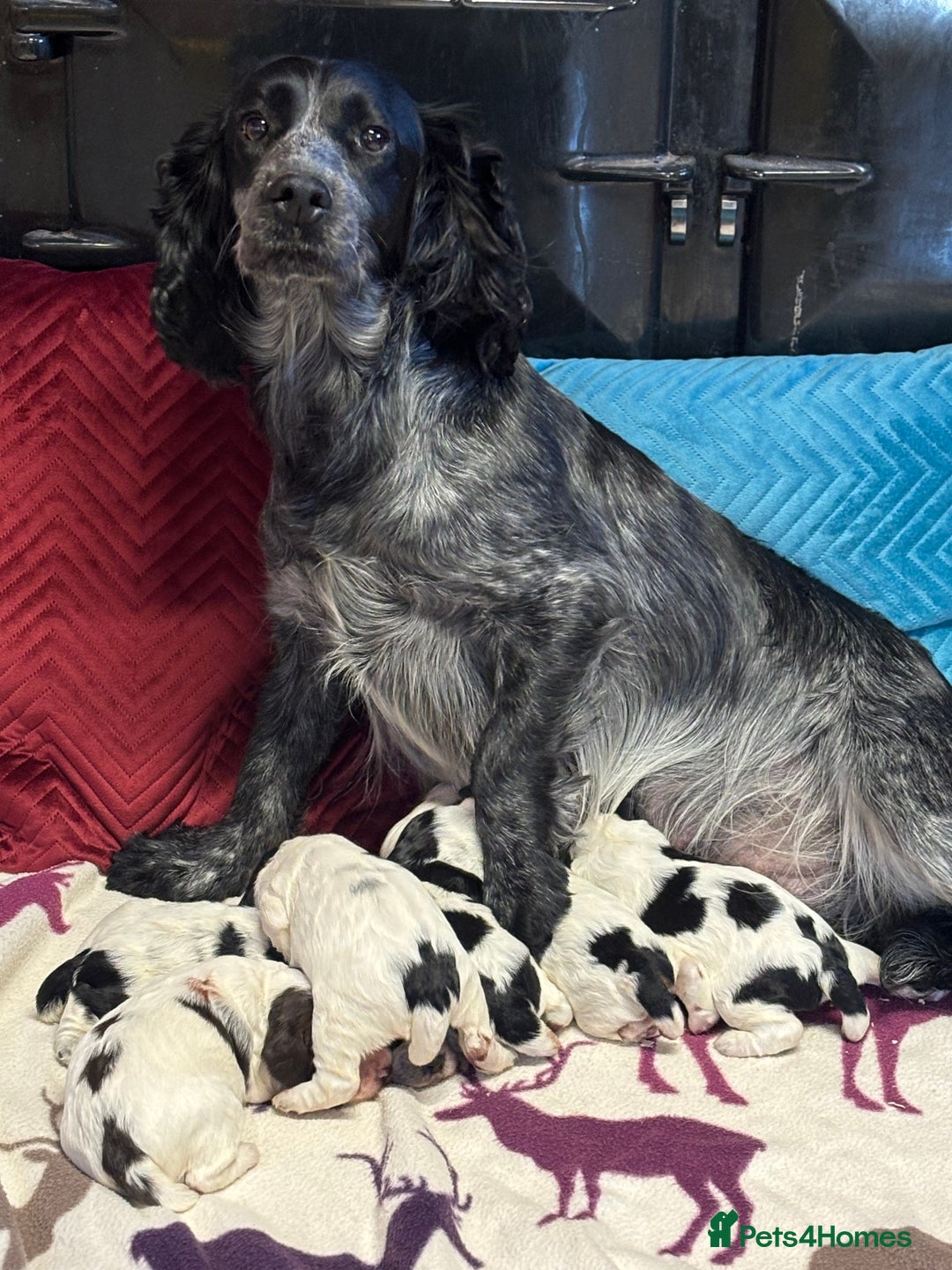 Cocker Spaniel dogs for sale: Gorgeous Blue Roan Cocker Spaniel Puppies  - Image 7