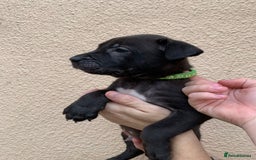 Mixed Breed dogs for sale: 12 beautiful baby's  - Image 2