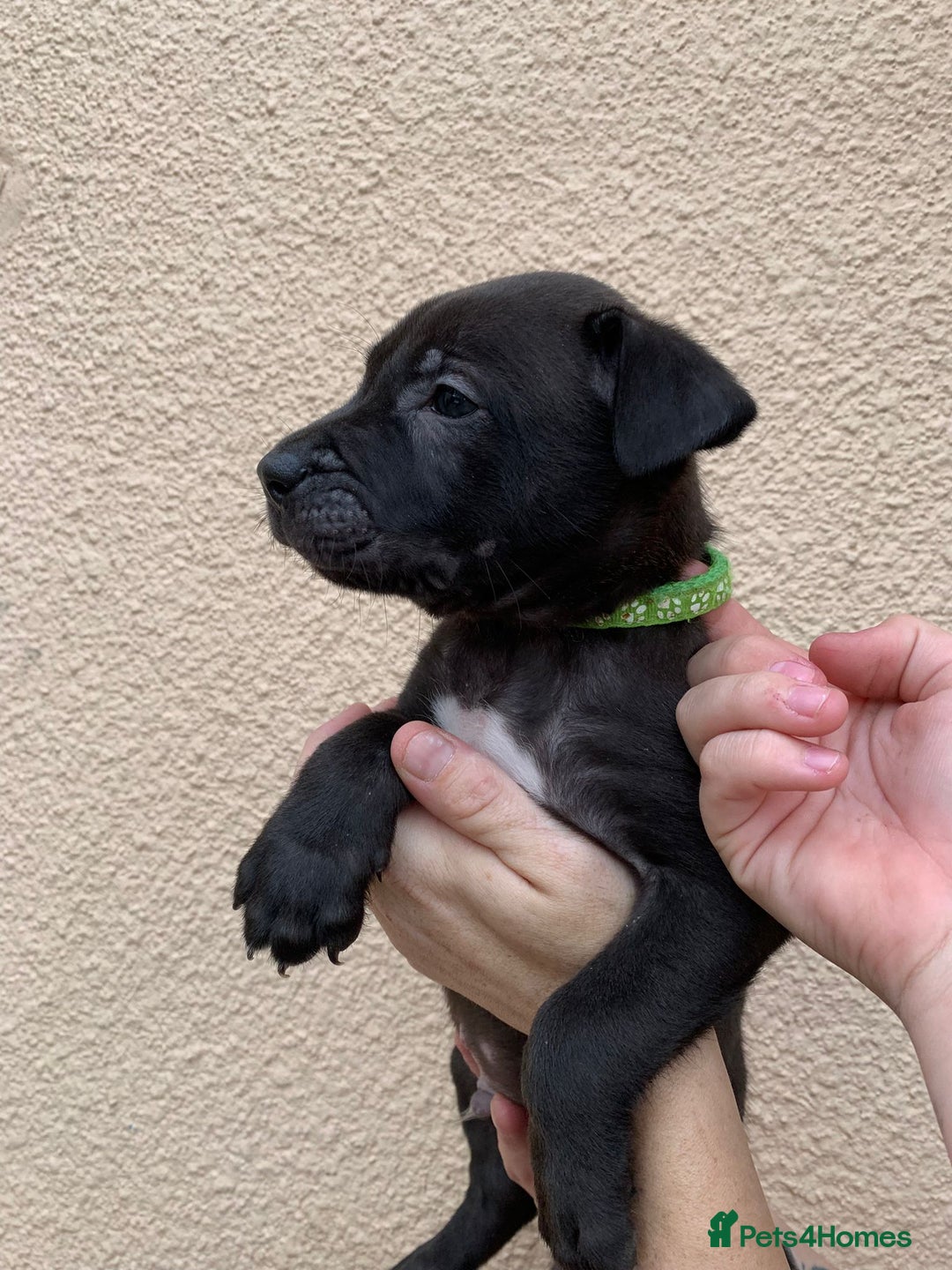 Mixed Breed dogs for sale: 12 beautiful baby's  - Image 2
