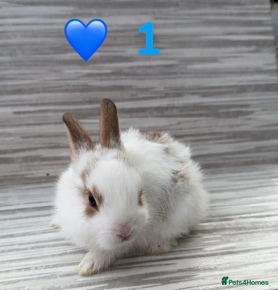 Mixed Breed rabbits for sale: Mixed Bunnies ready June 6th - Advert 1