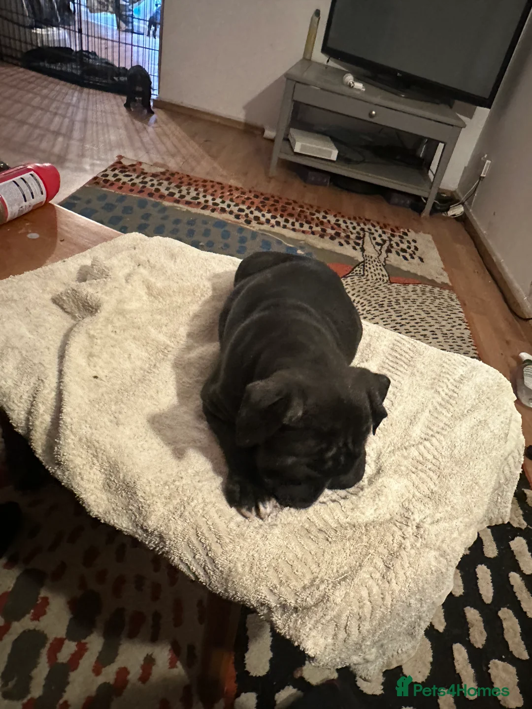 Mixed Breed dogs for sale: Beautiful staffy puppies looking for forever home  - Advert 20